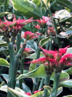 ต้นนกน้อย ใบด่าง สูง 50-70 ซ.ม. / ต้น