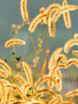 หญ้าหางหมาจิ้งจอก (Foxtail grass) เหลือง / 600 เม็ด (UK)