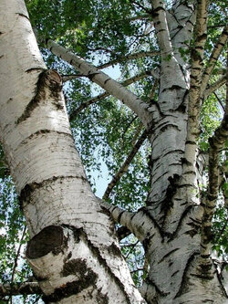 ซิลเวอร์ เบิร์ช (Silver Birch) / แพ็คใหญ่ 300 เม็ด (Spain)