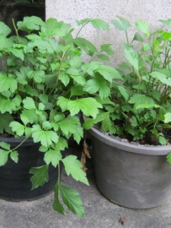 ต้นจิงจูฉ่าย (White mugwort) หรือเซเลอรี่ กระถาง 9 นิ้ว / ต้น