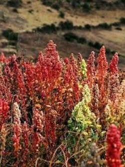 ควินัวจีน (Chinese Quinoa) คละสี / 200 เม็ด