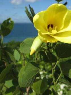กล้วยไม้ฮ่องกง (Bauhinia Orchid - tomentosa) / 10 เม็ด (China)