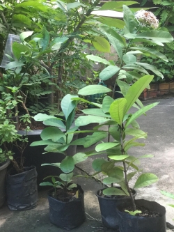 ต้นเข็มขาว สูง 20-30 ซ.ม. / ต้น