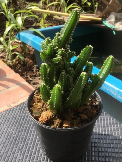 ต้นแคคตัสปราสาทนางฟ้า (Cereus peruvianus) สูง 10-20 ซ.ม. / ต้น