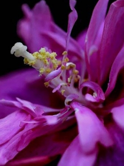 ชบาดอกใหญ่ (Giant hibiscus) สีม่วง / 100 เม็ด (หายาก)