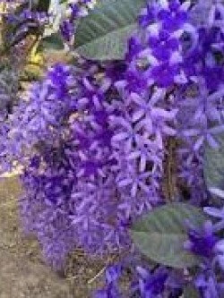 พวงครามออสเตรเลีย / 5 เม็ด