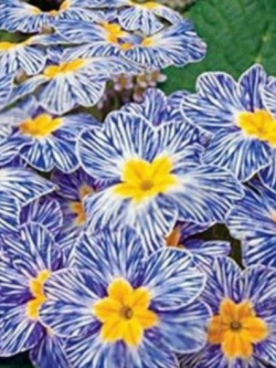 พริมโรส ซีบ้า บลู (Primrose - Zebra Blue) / 100 เม็ด (S032)