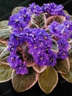 มินิ แอฟริกัน ไวโอเล็ต (Mini African Violet) สีม่วง ใบด่าง / 50 เม็ด