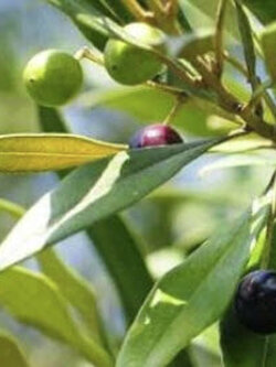 มะกอก Galega Olive หรือ Portugese Olive / 5 เม็ด (Portugal)