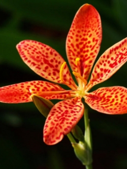 แบล๊คเบอรี่ ลิลี่ (Blackberry Lily) / ซอง 10 เม็ด (E009)