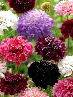 สวีท สกาบิโอซา (Sweet Scabiosa) ซ้อน คละสี / 50 เม็ด (UK)
