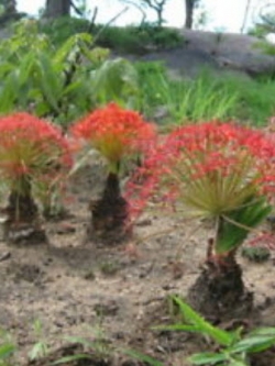 ว่านบูโฟน (Boophone Disticha) / 3 เม็ด (Israel)