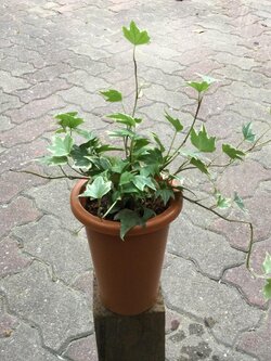 ต้นไอวี่ ใบด่างขาว กระถาง 4 นิ้วทรงสูง / ต้น