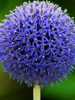 โกลบ ธิสเซิล (Globe Thistle หรือ Echinops Ritro) สีฟ้า / 70 เม็ด (UK)