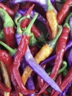 พริก บูเอน่า มูลาต้า (Buena Mulata Chili) / 5 เม็ด (Hungary)