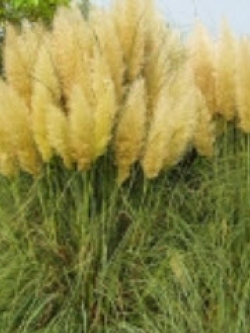 หญ้าภูเขา (Pampas grass) สีเหลือง / 2,000 เม็ด