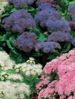 อะเจอราตุ้ม คละ (Ageratum) / 200 เม็ด (USA)