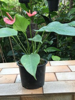 ต้นหน้าวัวแคระ ดอกสีชมพู สูง 20-30 นิ้ว / ต้น