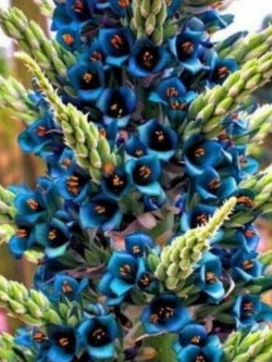 แซฟไฟร์ เทาเวอร์ (Sapphire Tower) / 10 เม็ด (Portugal)