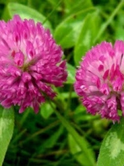 โคลเวอร์แดง (Red Clover / Trifolium pratense) / 1,000 เม็ด (UK)