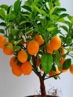 ส้มสะดือ วอชิงตัน (Washington Navel Orange) / 10 เม็ด (China)