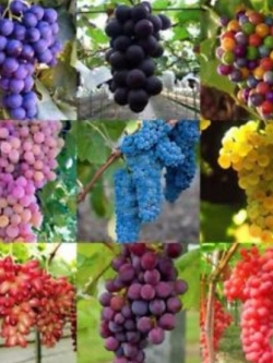 องุ่นลูกกลม (Grape) คละ / 50 เม็ด