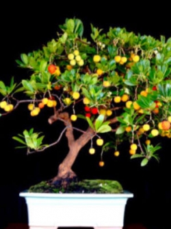 สตรอเบอรี่ต้น บอนไซ (Strawberry Tree) / 30 เม็ด (UK)