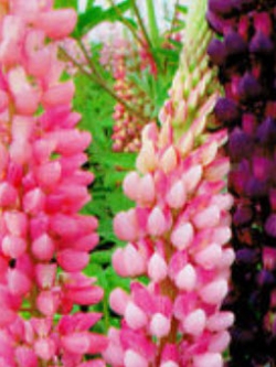 ลูพิน (Lupin) คละสี / ซอง 15 เม็ด (A020)