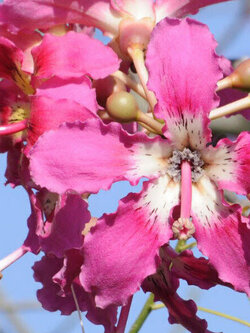 ต้นงิ้วชมพู ไหมจุรี ต้นเสียบยอด สูง 50-70 ซ.ม.