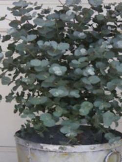 ยูคา ซิลเวอร์ ดอลล่าร์ (Eucalyptus - Silver Dollar) / 20 เม็ด