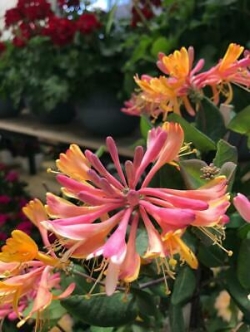 สายน้ำผึ้งญี่ปุ่น (Japanese Honeysuckle) / 5 เม็ด (UK)