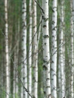 ไวท์เบิร์ช หรือซิลเวอร์ เบิร์ช (White Birch) / 100 เม็ด (Australia)