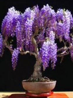 ศรีตรัง (Jacaranda mimosifolia) บอนไซ / 30 เม็ด (UK)
