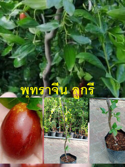 ต้น พุทราจีน สายพันธุ์ลูกรี ต้นเสียบยอด สูง 70-90 ซ.ม. ต้นไม้นำเข้าจากจีน