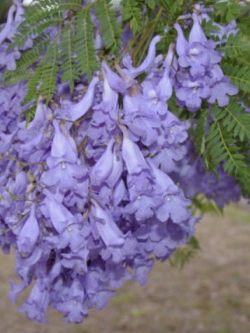 ศรีตรัง (Jacaranda mimosifolia) / 100 เม็ด (India)