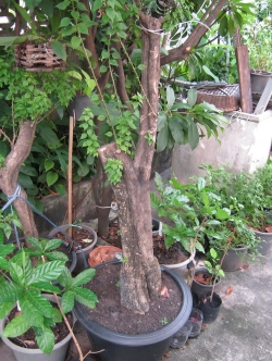 ตอเฟื่องฟ้าสาวิตรี ลำต้น 5-6 นิ้ว (กระถาง) / ต้น