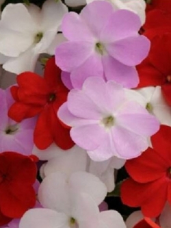 เทียนนิวกินี (New Guinea Impatiens - Divine Islander Mixed F1) / 10 เม็ด (UK)