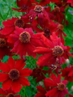 ดอกไม้ไหว (Coreopsi) สีแดง พันธุ์เตี้ย / 750 เม็ด (UK)