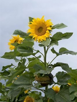 ทานตะวันยักษ์ มองโกเลีย / 10 เม็ด (UK)