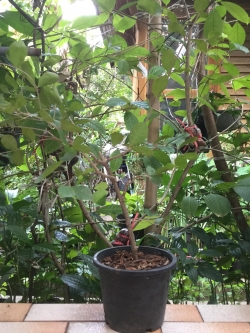 ต้นเชอรี่สเปน หรือมะยมแดง (Surinam cherry) ขนาดเล็ก