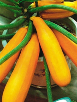 ฟักทองทรงกล้วย / ซอง 8 เม็ด (B005)