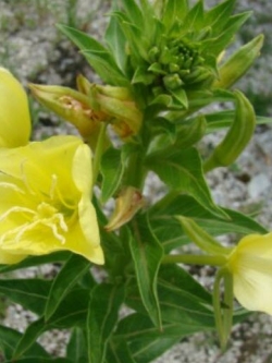 คอมม่อน พริมโรส (Common Primrose) / 20,000 เม็ด (Germany)