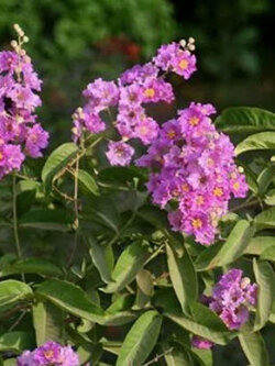 ตะแบก (Bungor) / 250 เม็ด