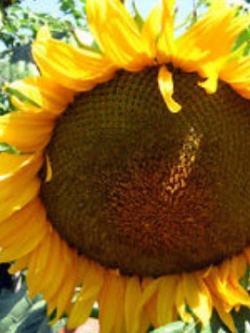 ทานตะวันยักษ์มองโกเลีย / 10 เม็ด (UK)