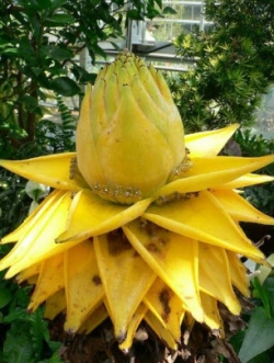 กล้วยคุนหมิง/กล้วยยูนนาน (Golden Lotus Banana) / 5 เม็ด (UK)