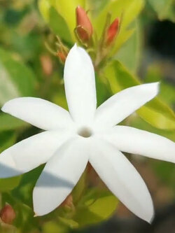 ต้น มะลุลี ก้านแดง มะลิพวง สูง 40-50 ซ.ม. ไม้โบราณ ดอกหอม