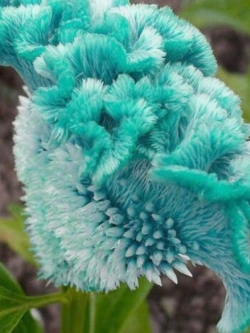 หงอนไก่ สีฟ้า (Blue Cockscomb) / 50 เม็ด (นอก)