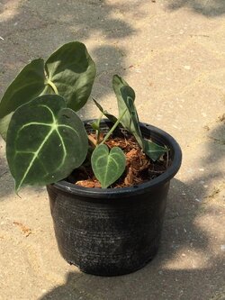 ต้นหน้าวัวหัวใจลาย หรือหน้าวัวหัวใจเศรษฐี (Anthurium Clarinervium) / ต้น*