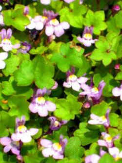 เคนิลเวิร์ธ ไอวี่ (Kenilworth ivy) / 200 เม็ด (UK)