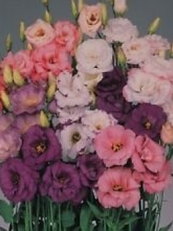 ไลซิแอนธัส (Lisianthus - Echo series) คละ / 15 เม็ด (UK)